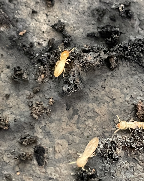 Termite Control Sydney | Trusted Local Termite Experts