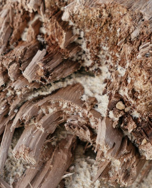 olga-serjantu-xHuJOBtpdPI-unsplash